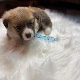 Blue Collar - Sable male Pembroke Welsh Corgi puppy in Abingdon, Virginia from Em-K Kennels