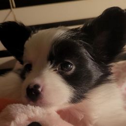 Girl 4 - White and black female Papillon puppy in Florida from Tammy's Papillon Playpen