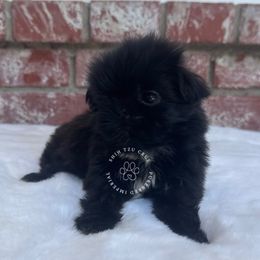 Donna - Black and white female Shih Tzu puppy in Tehachapi, California from Shih Tzu Crue