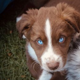 Australian Shepherd Puppies from Tru Blu Aussies