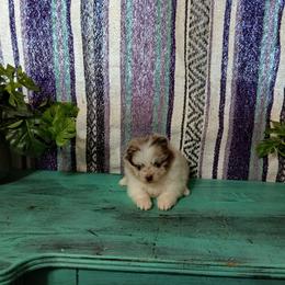 Rapunzel - Chocolate merle female Pomeranian puppy in Ada, Oklahoma from Once Upon A Puff