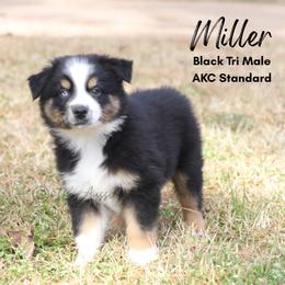 Miller- BTM - Black tri-color male Australian Shepherd puppy in Nacogdoches, Texas from TK Standard, Mini, & Toy Aussies