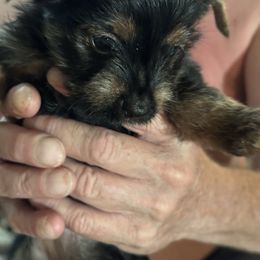 Boy number 1 - Black and tan male Yorkshire Terrier puppy in Elizabeth, Indiana from Dwayne’s Yorkshire Terriers