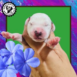 Green Collar - White and black male Dalmatian puppy in Morriston, Florida from OpalOnyx Dalmatians