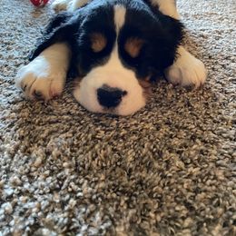 English Springer Spaniel Puppies from Brandywine Springers