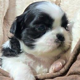 Lucee - Black and white female Shih Tzu puppy in Carthage, Missouri from Cooley's Cuddle Pups