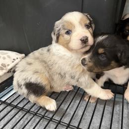 Diamond - Blue merle female Miniature Australian Shepherd puppy in Apache Junction, Arizona from Circle T Mini Aussies