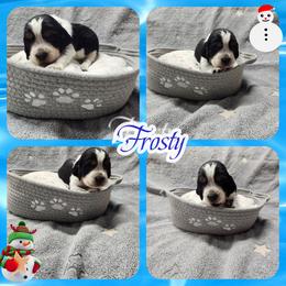 Frosty - Black white and tan male English Springer Spaniel puppy in Westover, Maryland from Sterling's springer Haven