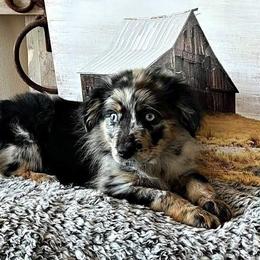 Aussiedoodle, Australian Shepherd, and Poodle Puppies from Barefoot Kennel
