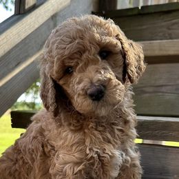 Goldendoodles from West TN Doodles