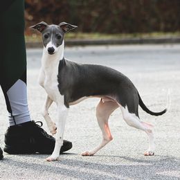 Italian Greyhound Puppies from Macabre Italian Greyhounds