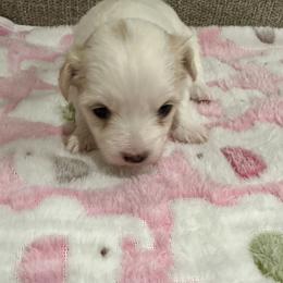 Coton de Tulear Puppies from Beethoven’s Cotons