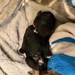 Teddy - Black male Goldendoodle puppy in Salem, Oregon from Capital Doodles