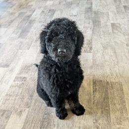 Ember - Black phantom female Aussiedoodle puppy in Yacolt, Washington from Aussiedoodles by Maggie