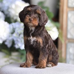 Yellow - Chocolate female Australian Labradoodle puppy in Anderson, California from Shaggy Doodles