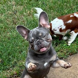 Piggy - French Bulldog