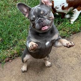 Piggy - French Bulldog