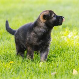 German Shepherd Puppies from Faoladh German Shepherds