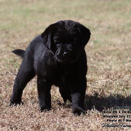 Brim Girl - Black female Labrador Retriever puppy in Point, Texas from Lakylu Kennels