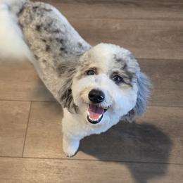 Purdy - Blue merle female Aussiedoodle puppy in Georgetown, California from Foothill Aussies