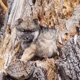 Pomsky Puppies from New World Pomskies