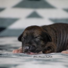 Chinese Crested Puppies from Qilin Chinese Crested