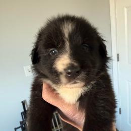Violet - Black & white female Australian Shepherd puppy in Ellensburg, Washington from Creekside Aussies