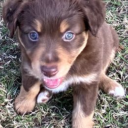 "RTF - (Sarah) Stormie X Big" Australian Shepherd and Miniature Australian Shepherd Puppies from Flying S Aussies