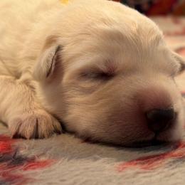 Boy 1 - White male German Shepherd puppy in Valley Springs, South Dakota from Von Pasch German Shepherds