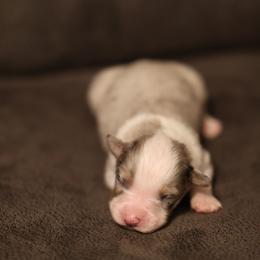 VINCE - Blue merle male Australian Shepherd puppy in Cedar City, Utah from 10-BAR-Y RANCH