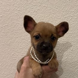 Tea cup size Brownie, 2,500 - Chocolate brindled fawn female Chihuahua puppy in Burleson, Texas from Tiny Diiamond Chihuahua