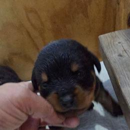 Anya - Black and mahogany female Rottweiler puppy in Live Oak, Florida from K&R RANCH KENNELS