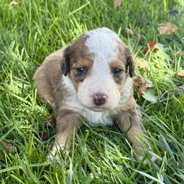Moon - Chocolate merle female Bernedoodle puppy in Springville, Utah from Oodles of Bernedoodles