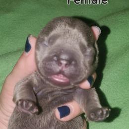 Girl 1 - Tricolors French Bulldog puppy in Florida from Faucheux's Finest Frenchie's