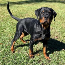 VHK's Ceasar - Black and mahogany male Rottweiler puppy in Ridgeland, South Carolina from VHK Rottweilers