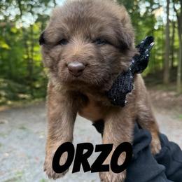 Orzo - Liver male German Shepherd puppy in Fort Jennings, Ohio from Von Holtzapple German shepherds