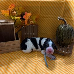 Spice - Black white and tan female English Springer Spaniel puppy in Braidwood, Illinois from A & R Springers
