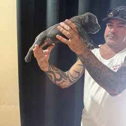Boy 2 - male Cane Corso puppy in Queen Creek, Arizona from Cane Corso Royal Kennels AZ