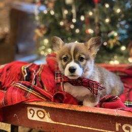 Pembroke Welsh Corgi Puppies from Harris Farms