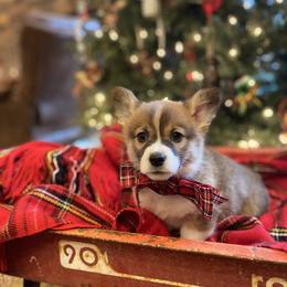 Pembroke Welsh Corgi Puppies from Harris Farms
