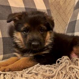 German Shepherd Puppies from Golden Ridge