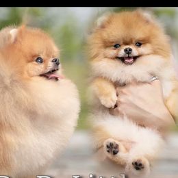 Dr.Little - Pomeranian