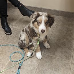 Australian Shepherd Puppies from Hickory Pines farm