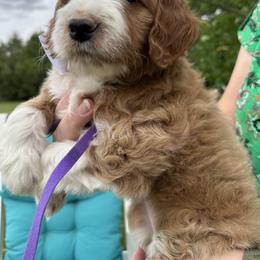 Purple collar - Red female Bernedoodle puppy in Cody, Wyoming from Yellowstone Breeders