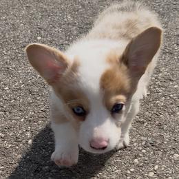Hollis(fluff carrier and bluie carrier red merle) - Red merle and white female American Corgi puppy in Scottown, Ohio from Wyndy Ridge Corgis