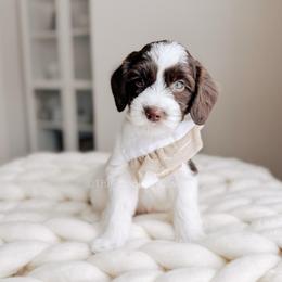 Lord - 12 Days of Christmas - Chocolate male Goldendoodle puppy in Syracuse, Indiana from The Doodle Cove