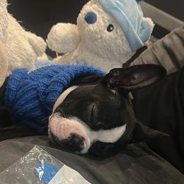 Boston Terrier Puppies from Bosties of Atlanta (BOA)