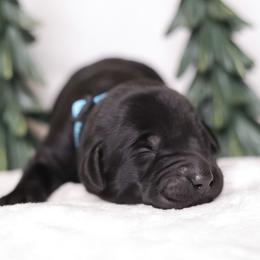 Labrador Retriever Puppies from AGL Retrievers