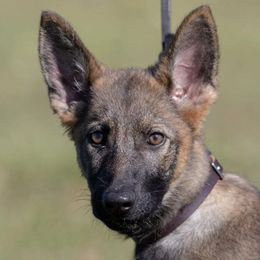 German Shepherds from Paladins Plantation GSDs