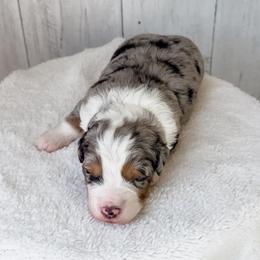 Girl 2 - Blue merle female Aussiedoodle puppy in Arlington, Washington from Doodle Love Laugh